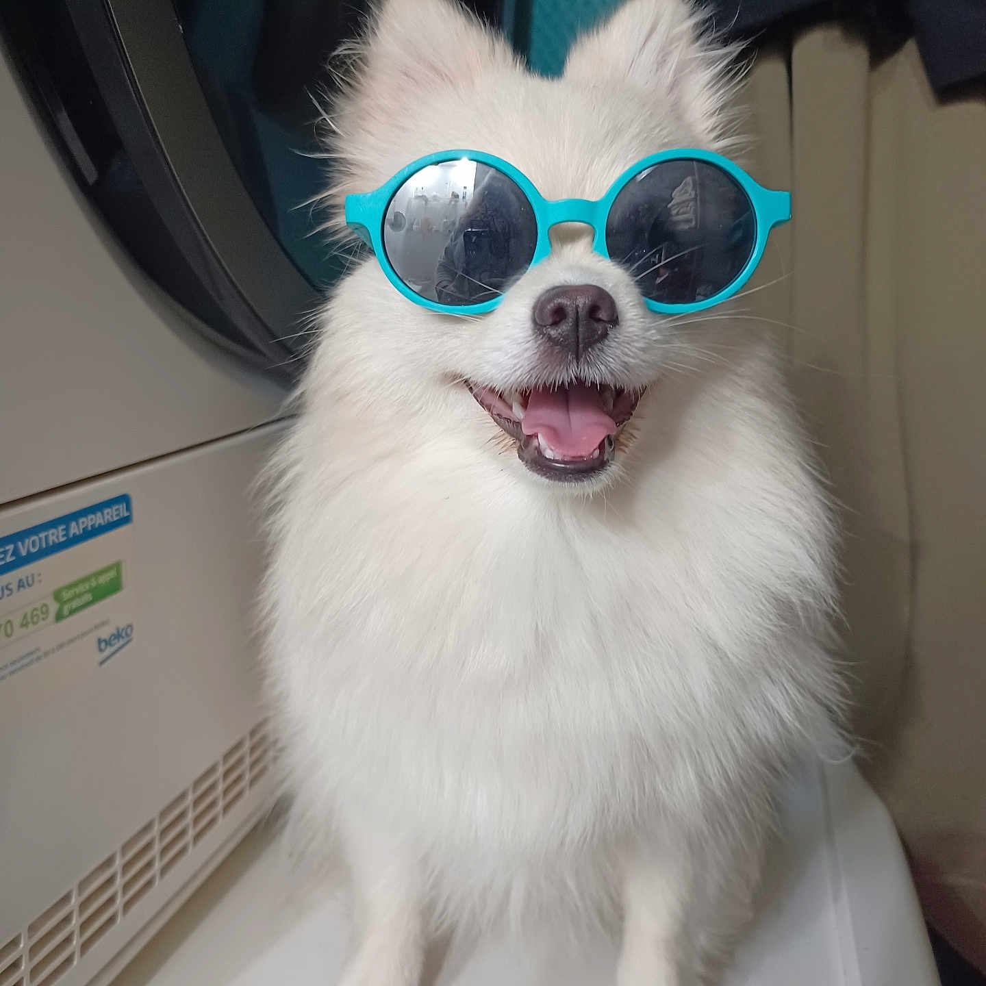 Plume participe au concours pour gagner de l'argent avec cette photo : dog, white_dog, sunglasses, pet, fluffy, happy, smiling, indoor, laundry_room, appliance, tongue_out, cute, canine, fur, portrait, sitting, companion, animal, friendly, domestic