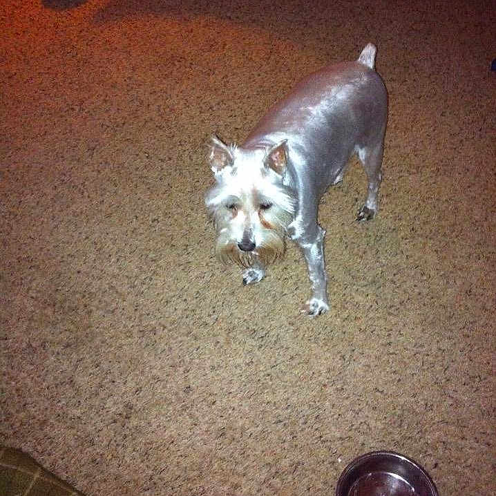 Jasper is registered to the contest to win money with this photo: