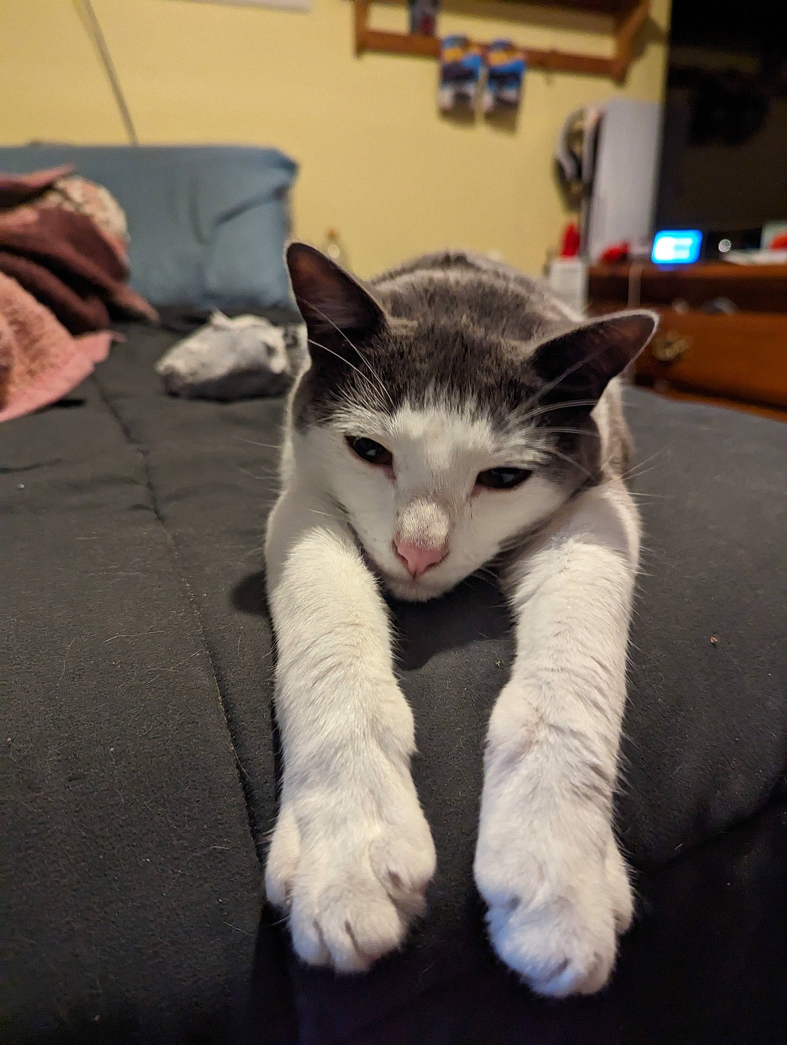 Meowth is registered to the contest to win money with this photo: carnivore, cat, claw, comfort, domestic_short_haired_cat, eye, felidae, foot, fur, grey, human_leg, paw, sitting, small_to_medium_sized_cats, snout, tail, toe, whiskers