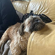 Lucky participe au concours pour gagner de l'argent avec cette photo : armrest, black_clothing, blanket, casual, comfort, couch, dog, fluffy, fur, home, indoor, leather, nap, person, relaxation, resting, scarf, scruffy, seated, yellow