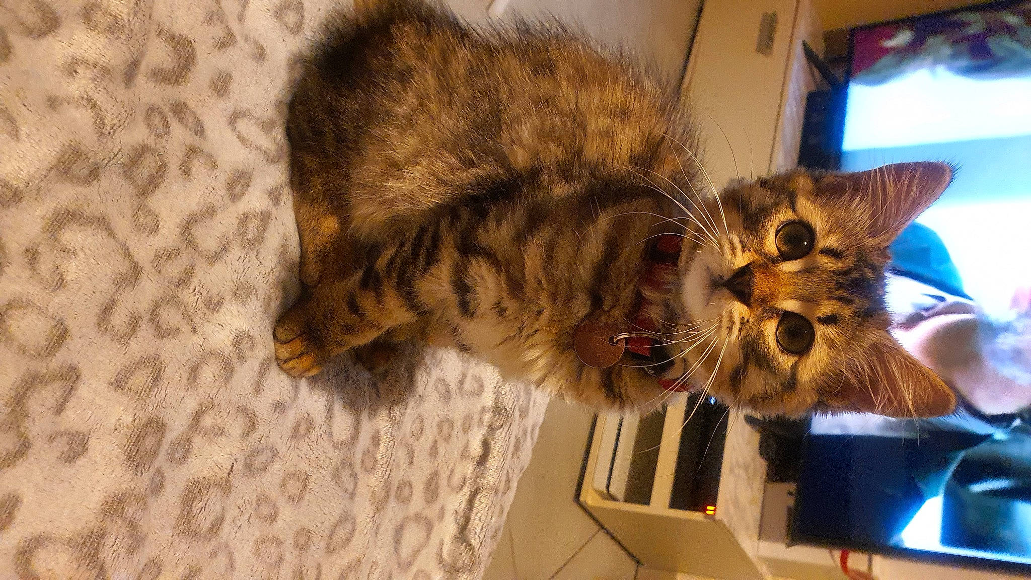 Nina participe au concours pour gagner de l'argent avec cette photo : box, cardboard, carnivore, cat, claw, comfort, domestic_short_haired_cat, felidae, flooring, fur, paw, shipping_box, small_to_medium_sized_cats, snout, tail, whiskers