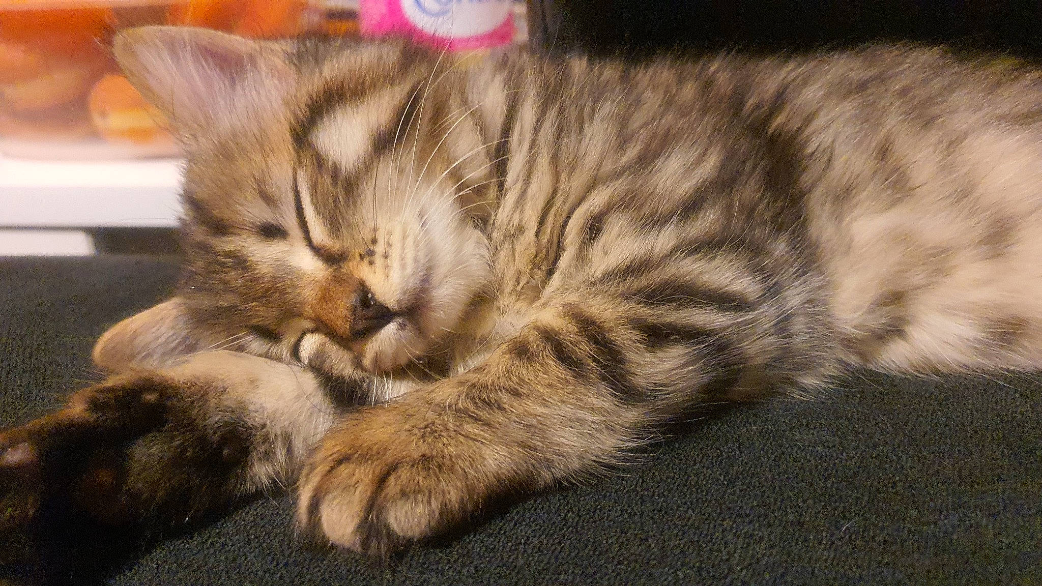 Nina participe au concours pour gagner de l'argent avec cette photo : carnivore, cat, claw, comfort, domestic_short_haired_cat, fawn, felidae, fur, nap, paw, sleep, small_to_medium_sized_cats, snout, tail, terrestrial_animal, whiskers