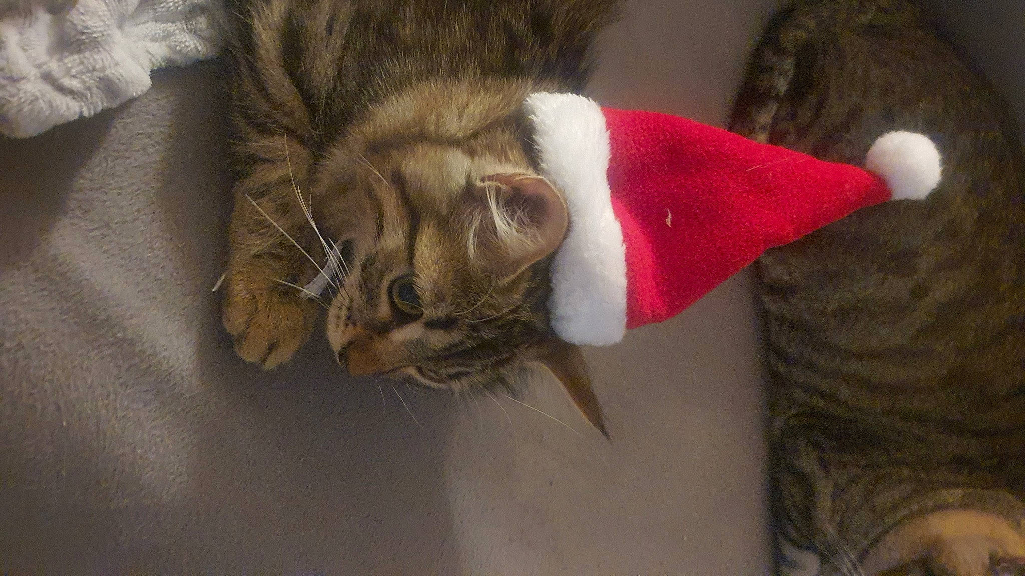 Nina a rejoint le concours — aidez-le/la à gagner de superbes lots ! carmine, carnivore, cat, claw, comfort, domestic_short_haired_cat, ear, fawn, felidae, fur, natural_material, paw, small_to_medium_sized_cats, snout, tail, terrestrial_animal, whiskers