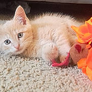 Pickles is registered to the contest to win money with this photo: kitten, cat, carpet, plush_toy, orange_flower, pet, animal, cute, soft, indoor, feline, young, lying_down, curious, whiskers, ears, paws, toy, cozy, domestic