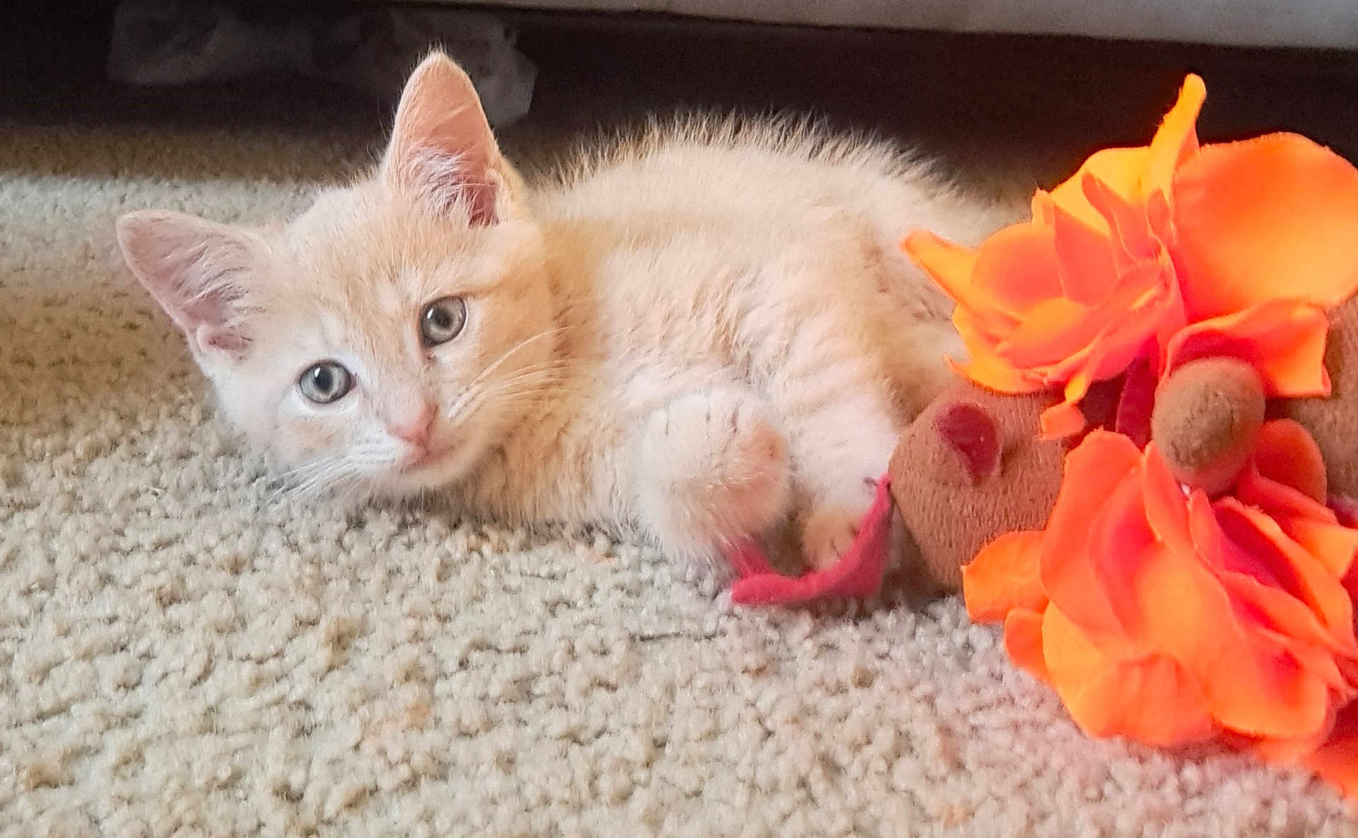 Pickles is registered to the contest to win money with this photo: kitten, cat, carpet, plush_toy, orange_flower, pet, animal, cute, soft, indoor, feline, young, lying_down, curious, whiskers, ears, paws, toy, cozy, domestic