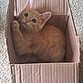Pickles joined the competition — help win amazing prizes! animal, cardboard_box, carpet, cat, curious, cute, domestic_cat, ears, feline, fur, indoor, kitten, looking_up, orange_cat, pet, playful, resting, small_animal, whiskers, young_cat