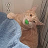 Pickles is registered to the contest to win money with this photo: cat, orange_tabby, pet, indoor, blanket, blue_blanket, toy, green_toy, whiskers, curious, playful, feline, ears, paw, striped_curtains, wall_outlet, cozy, cute, animal, fur