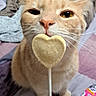 Pickles is registered to the contest to win money with this photo: cat, orange_cat, heart_shaped_treat, close_up, whiskers, pet, indoor, blanket, bed, sniffing, cute, animal, feline, food, stick, pink_nose, curious, soft_light, cozy, domestic