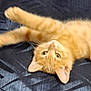 Pickles joined the competition — help win amazing prizes! animal, cat, closeup, cute, domestic_cat, ears, feline, fur, indoor, looking, lying_down, mammal, orange_tabby, patterned_background, pet, playful, relaxed, soft, stretching, whiskers