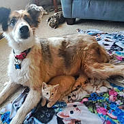 Pickles is registered to the contest to win money with this photo: animal, blanket, carpet, collar, colorful, companionship, cozy, cute, dog, domestic_animal, friendly, fur, furniture, indoor, kitten, lying_down, mixed_breed_dog, orange_kitten, pet, resting