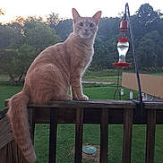 Pickles is registered to the contest to win money with this photo: cat, orange_cat, animal, pet, outdoor, wooden_railing, bird_feeder, green_grass, trees, nature, backyard, sunset, curious, feline, tail, perched, wildlife, evening, quiet, peaceful