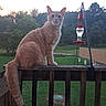 animal, backyard, bird_feeder, cat, curious, evening, feline, green_grass, nature, orange_cat, outdoor, peaceful, perched, pet, quiet, sunset, tail, trees, wildlife, wooden_railing