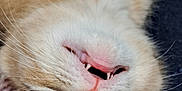 Pickles is registered to the contest to win money with this photo: animal, cat, close_up, cute, domestic_cat, ears, face, fangs, feline, fur, indoor, lying_down, mischievous, orange_cat, pet, pink_nose, playful, tabby, upside_down, whiskers