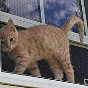 Pickles is registered to the contest to win money with this photo: animal, cat, closeup, curious, domestic_cat, exploration, feline, frame, house, indoor, kitten, looking, orange_tabby, outdoor, pet, screen, siding, tail, window, young_cat