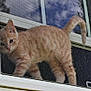 animal, cat, closeup, curious, domestic_cat, exploration, feline, frame, house, indoor, kitten, looking, orange_tabby, outdoor, pet, screen, siding, tail, window, young_cat