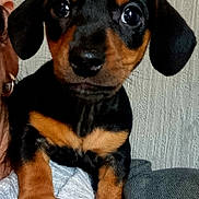 Monty is registered to the contest to win money with this photo: animal, black_and_tan, close_up, couch, cute, dog, ears, eyes, fur, indoor, looking, paws, person, pet, portrait, puppy, resting, shoulder, texture, wall