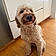 Toby
