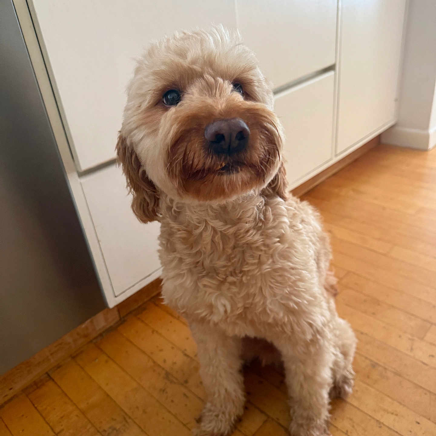 Toby joined the competition — help win amazing prizes! animal, brown, cabinet, canine, companion, curious, curly_fur, cute, dog, domestic, floor, friendly, furry, home, indoor, kitchen, looking_up, pet, sitting, wooden_floor