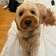 Toby joined the competition — help win amazing prizes! dog, bed, white_bed, fur, carpet, wooden_floor, person, legs, relaxing, indoors, pet, cute, canine, fluffy, animal, home, resting, looking_up, cozy, domestic