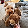 dog, plush_toy, teddy_bear, hand, living_room, couch, carpet, wooden_floor, furniture, playful, pet, canine, indoors, soft_toy, human_hand, modern_interior, cozy, brown, cute, animal