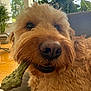 dog, close_up, curly_fur, chew_toy, living_room, couch, indoor, plants, window, natural_light, pet, brown_fur, snout, nose, mouth, relaxed, furniture, home, cozy, animal