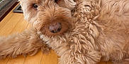 Toby is registered to the contest to win money with this photo: dog, indoor, wooden_floor, curly_hair, fluffy, pet, potted_plant, glass_door, close_up, lying_down, brown, canine, houseplant, flooring, relaxed, domestic_animal, companion, animal_portrait, curious, furry