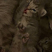 Peanut is registered to the contest to win money with this photo: animal, baby, blanket, cat, closeup, cute, domestic, fur, furry, kitten, mammal, paw, pet, playful, resting, sleeping, small, snuggling, soft, young