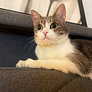 Michka participe au concours pour gagner de l'argent avec cette photo : animal, cat, closeup, couch, cute, domestic, ears, eyes, feline, fur, gray, home, indoor, pet, portrait, relaxed, sitting, texture, whiskers, white