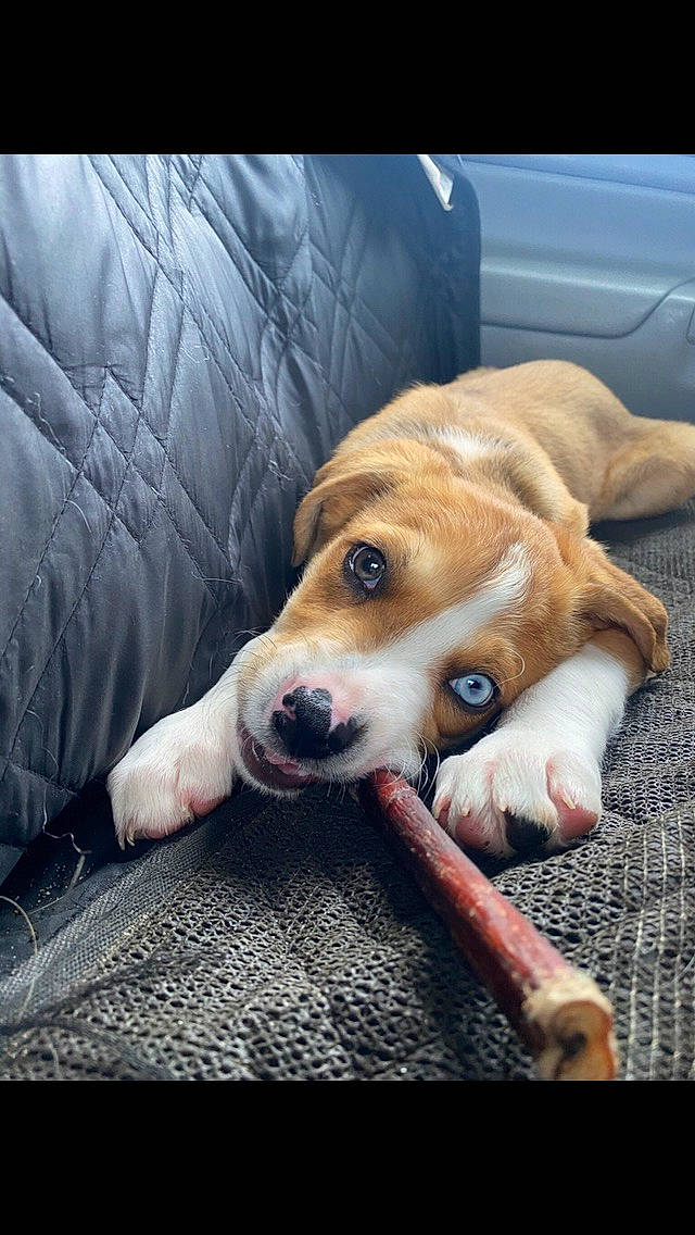 Kujo joined the competition — help win amazing prizes! canidae, carnivore, comfort, companion_dog, couch, dog, dog_breed, dog_supply, fawn, fur, non_sporting_group, paw, puppy, puppy_love, sporting_group, street_dog, welsh_corgi, whiskers, working_animal