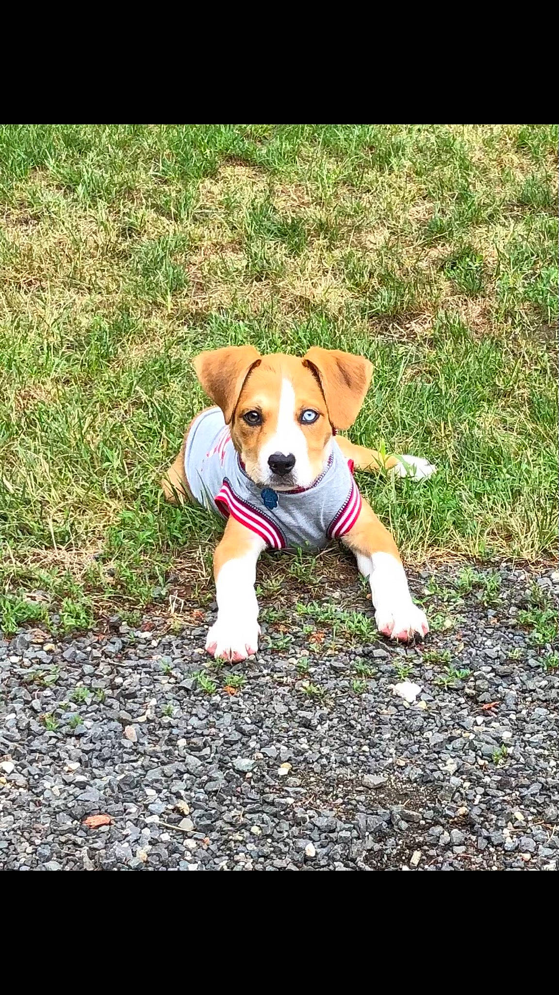 Kujo joined the competition — help win amazing prizes! ancient_dog_breeds, ball, carnivore, companion_dog, dog, dog_breed, dog_clothes, dog_supply, fawn, grass, groundcover, hound, hunting_dog, plant, snout, soil, tail, terrier, working_animal, working_dog