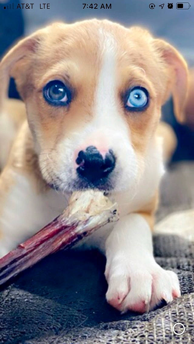 Kujo is registered to the contest to win money with this photo: ancient_dog_breeds, canidae, carnivore, close_up, collar, companion_dog, dog, dog_breed, dog_collar, ear, fawn, fur, paw, photography, puppy, puppy_love, snout, sporting_group, whiskers, working_animal