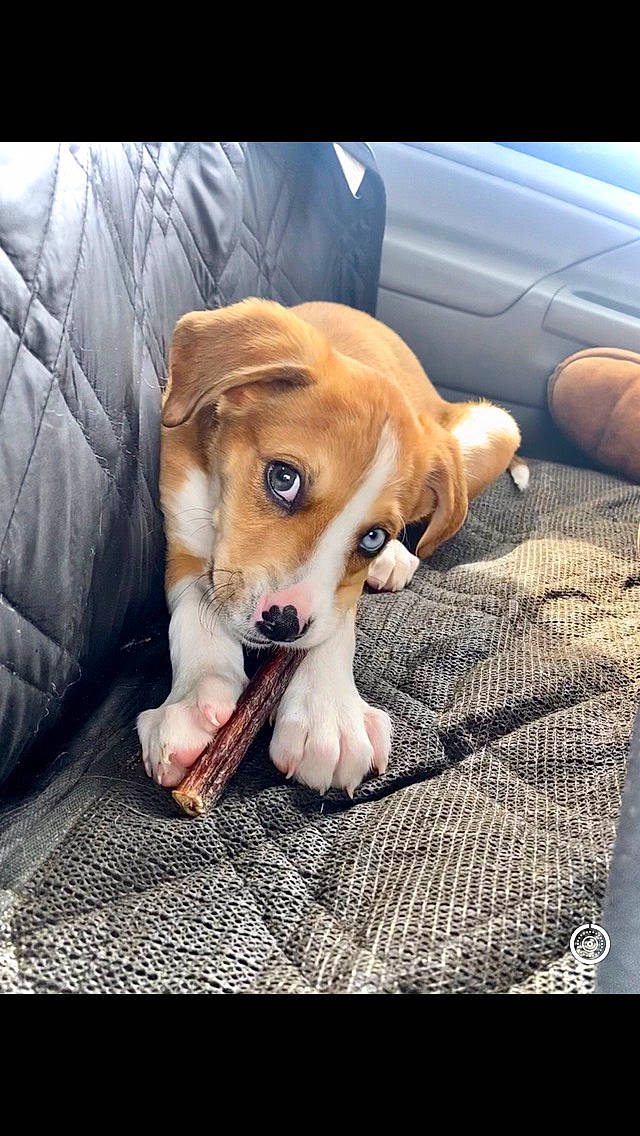 Kujo joined the competition — help win amazing prizes! canidae, carnivore, comfort, companion_dog, dog, dog_breed, dog_supply, fawn, fur, hound, liver, mammal, paw, scent_hound, snout, sporting_group, vehicle_door, vertebrate, whiskers, working_animal