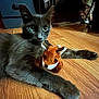 cat, gray_cat, plush_toy, fox_toy, wooden_floor, indoor, pet, animal, cute, wide_eyes, laying_down, feline, toy, domestic_animal, fur, whiskers, paws, curious, relaxed, home