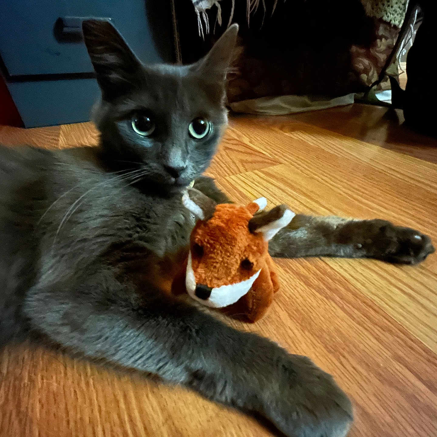 Miztli is registered to the contest to win money with this photo: animal, cat, curious, cute, domestic_animal, feline, fox_toy, fur, gray_cat, home, indoor, laying_down, paws, pet, plush_toy, relaxed, toy, whiskers, wide_eyes, wooden_floor