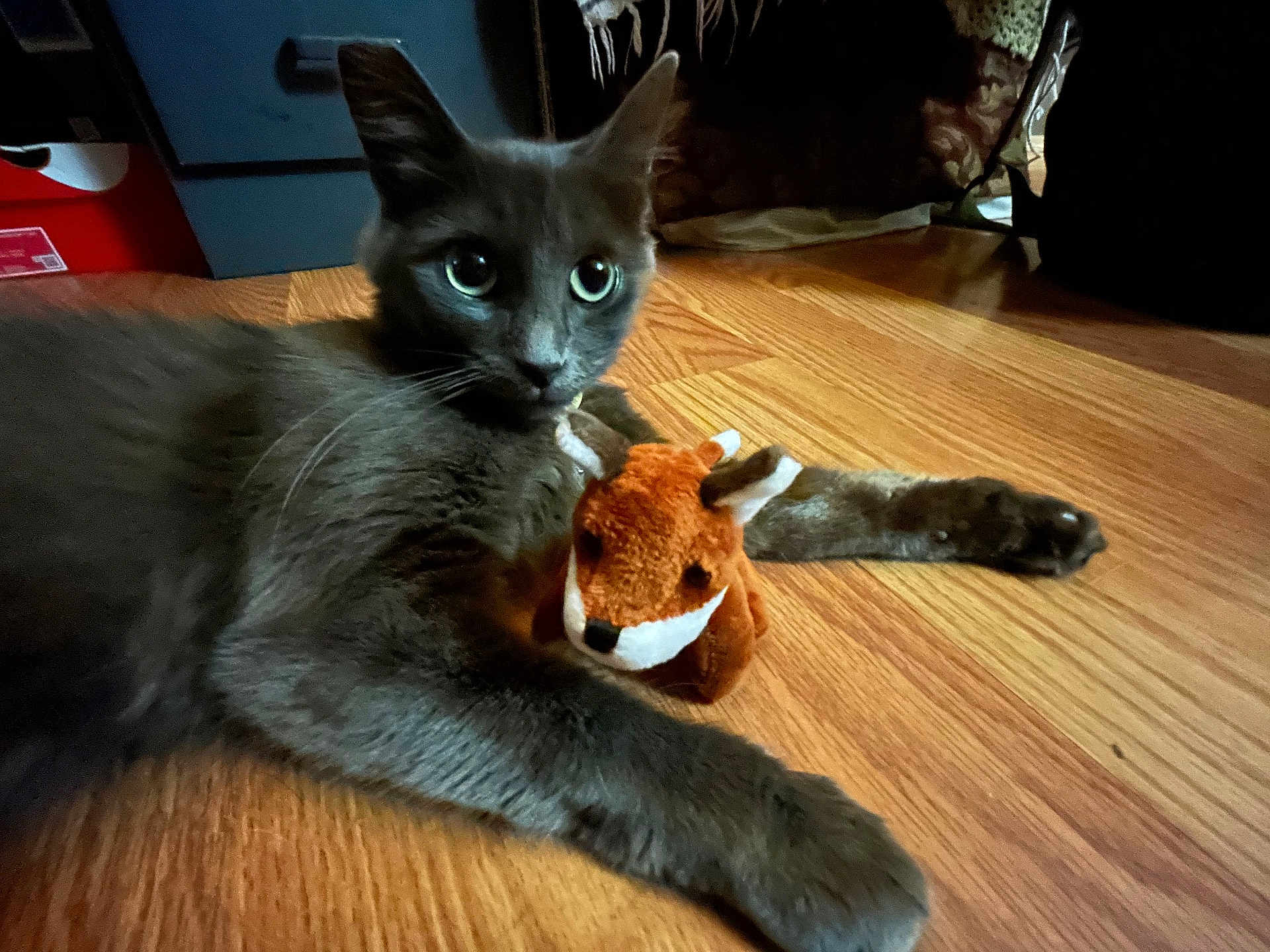 Miztli is registered to the contest to win money with this photo: cat, gray_cat, plush_toy, fox_toy, wooden_floor, indoor, pet, animal, cute, wide_eyes, laying_down, feline, toy, domestic_animal, fur, whiskers, paws, curious, relaxed, home