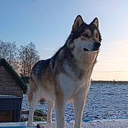 Jaya participe au concours pour gagner de l'argent avec cette photo : animal, canine, cold, dog, fence, field, fur, landscape, nature, outdoor, peaceful, pet, quiet, rural, sky, snow, standing, sunset, winter, wooden_doghouse