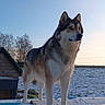 animal, canine, cold, dog, fence, field, fur, landscape, nature, outdoor, peaceful, pet, quiet, rural, sky, snow, standing, sunset, winter, wooden_doghouse