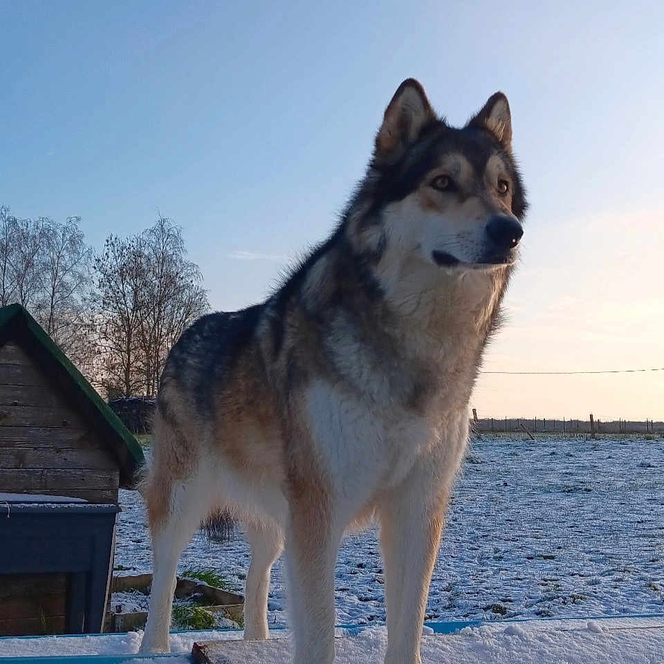 Jaya participe au concours pour gagner de l'argent avec cette photo : animal, canine, cold, dog, fence, field, fur, landscape, nature, outdoor, peaceful, pet, quiet, rural, sky, snow, standing, sunset, winter, wooden_doghouse