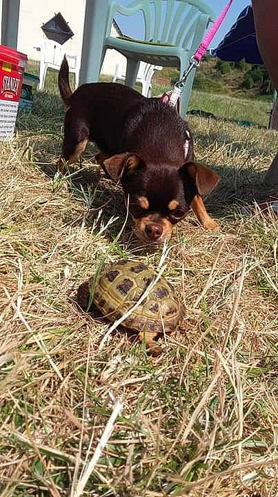 Nessy participe au concours pour gagner de l'argent avec cette photo : austrian_black_and_tan_hound, black_and_tan_terrier, canidae, carnivore, dog, dog_breed, hunting_dog, mammal, miniature_pinscher, puppy, rottweiler, sporting_group, transylvanian_hound