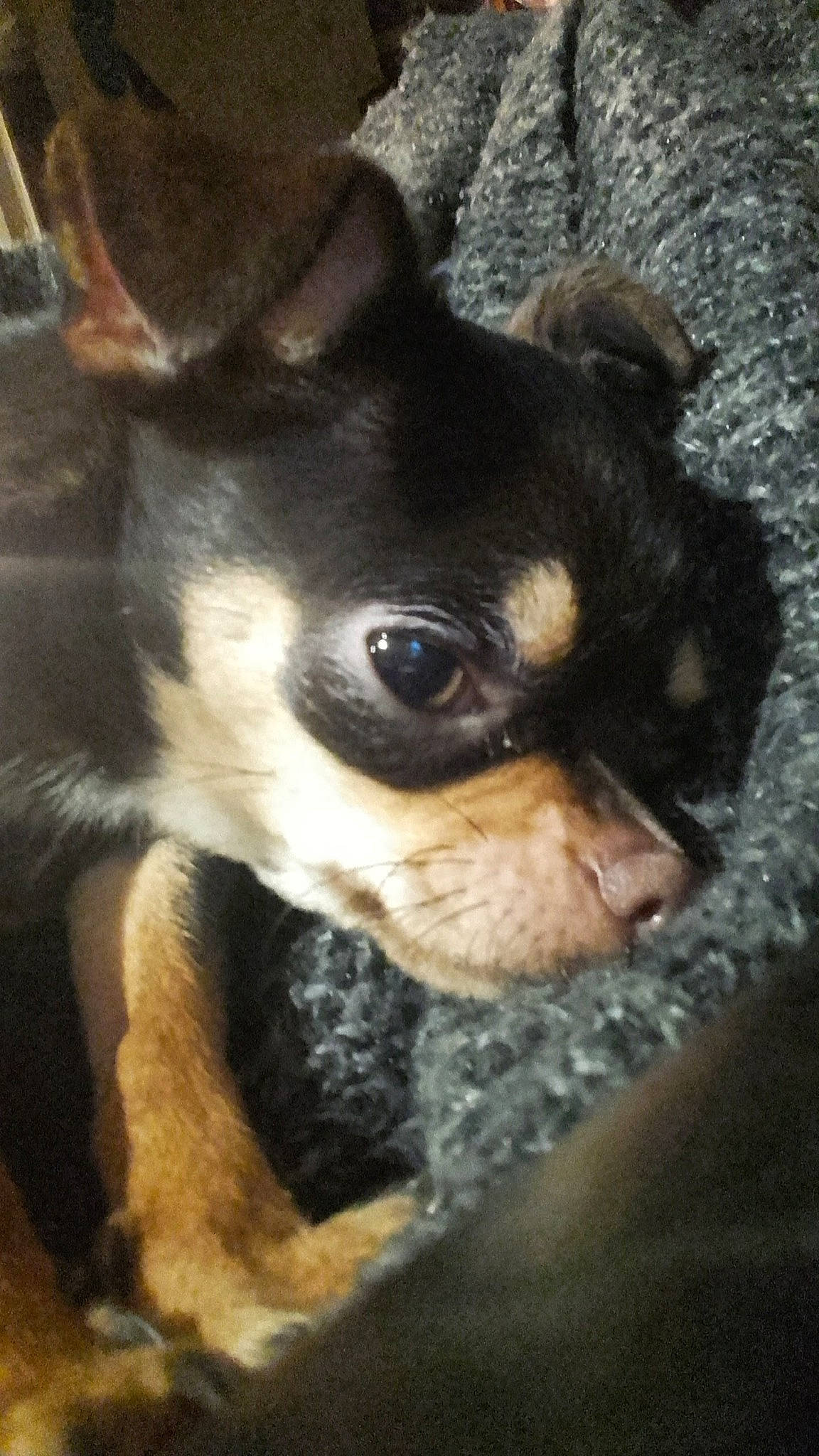 Nessy a rejoint le concours — aidez-le/la à gagner de superbes lots ! canidae, carnivore, chihuahua, companion_dog, dog, dog_breed, ear, english_toy_terrier, fawn, mammal, miniature_pinscher, prazsky_krysarik, puppy, russkiy_toy, snout, toy_dog, toy_fox_terrier, vertebrate, whiskers