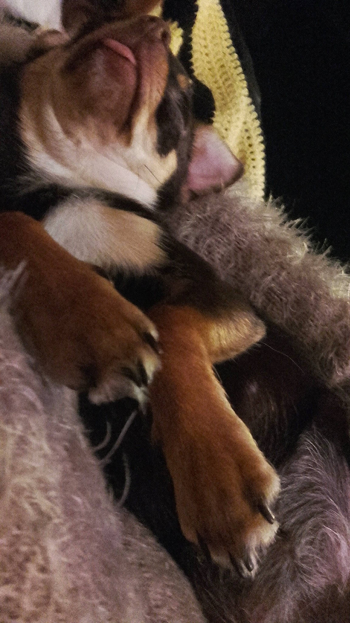 Nessy a rejoint le concours — aidez-le/la à gagner de superbes lots ! canidae, carnivore, cat, claw, companion_dog, dog, dog_breed, fawn, fur, paw, puppy, puppy_love, sporting_group, tail, whiskers