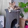 Tetine participe au concours pour gagner de l'argent avec cette photo : abyssinian, animal, cat, cookware, den, flower, indoors, ivy, jar, kitten, leaf, manx, pet, plant, planter, pot, pottedplant, pottery, vase, wood