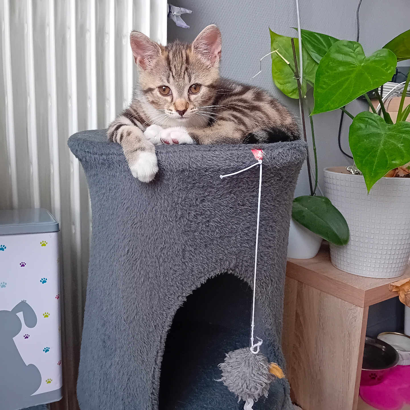 Tetine