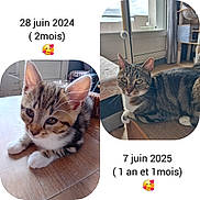 Tetine a rejoint le concours — aidez-le/la à gagner de superbes lots ! cat, kitten, tabby, indoor, wooden_table, window, curious, paws, furniture, pet, cute, growth, comparison, cozy, domestic, animal, relaxing, portrait, young, mature