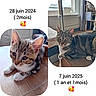 cat, kitten, tabby, indoor, wooden_table, window, curious, paws, furniture, pet, cute, growth, comparison, cozy, domestic, animal, relaxing, portrait, young, mature