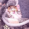 Tetine a rejoint le concours — aidez-le/la à gagner de superbes lots ! abyssinian, animal, blanket, bodypart, cat, face, head, kitten, manx, mouth, person, pet, photography, portrait, quilt, siamese, sleeping, tongue, towel