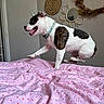 Molly participe au concours pour gagner de l'argent avec cette photo : dog, bed, pink, polka_dot, leaping, playful, indoor, collar, mirror, wall_art, white, black, brown, fur, pet, animal, canine, happy, jumping, room