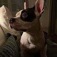 Molly a rejoint le concours — aidez-le/la à gagner de superbes lots ! dog, pet, indoor, couch, pillow, white, black, fur, ears, face, side_view, animal, living_room, window, curtains, blanket, cozy, calm, soft_light, portrait
