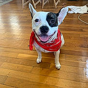 Molly a rejoint le concours — aidez-le/la à gagner de superbes lots ! animal, bandana, brown_and_white, canine, chair, cute, dog, domestic, ears_up, floor, flooring, friendly, happy, home, household, indoor, pet, smiling, tongue_out, wooden_floor