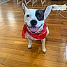 dog, bandana, indoor, wooden_floor, smiling, pet, animal, happy, ears_up, brown_and_white, tongue_out, floor, chair, home, domestic, canine, friendly, flooring, household, cute